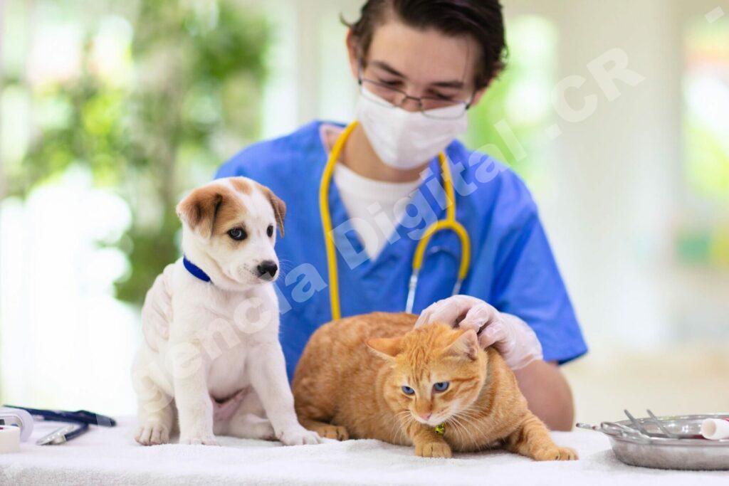 Desarrollo web y tecnología para Pymes en Costa Rica — el marketing para veterinarias 5 ideas para