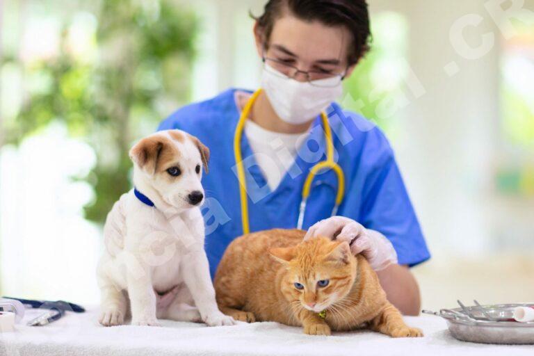 Desarrollo web y tecnología para Pymes en Costa Rica — el marketing para veterinarias 5 ideas para