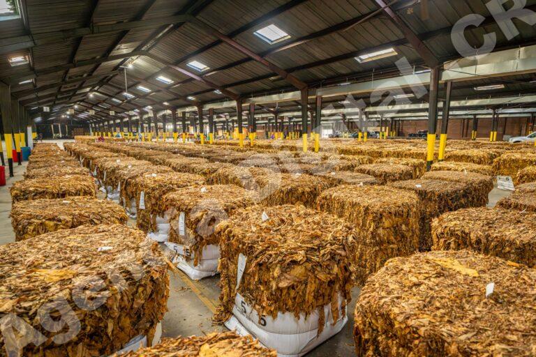 Humanización de marca agroindustrial