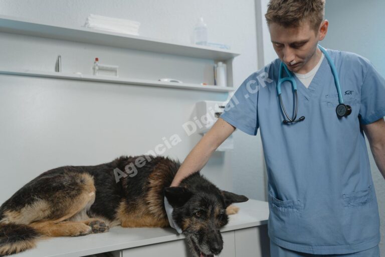 Marketing para veterinarias que sí trae citas