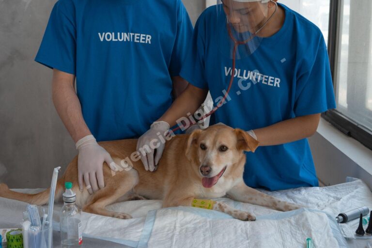 Cómo reducir las citas perdidas en tu veterinaria