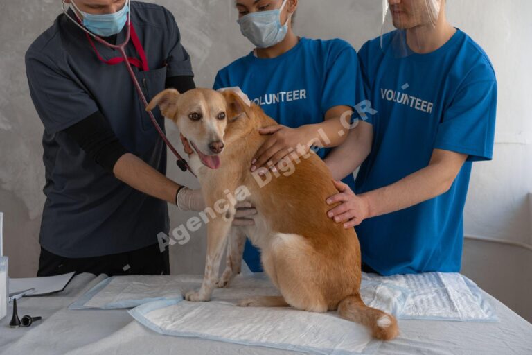 Cómo competir con veterinarias más grandes