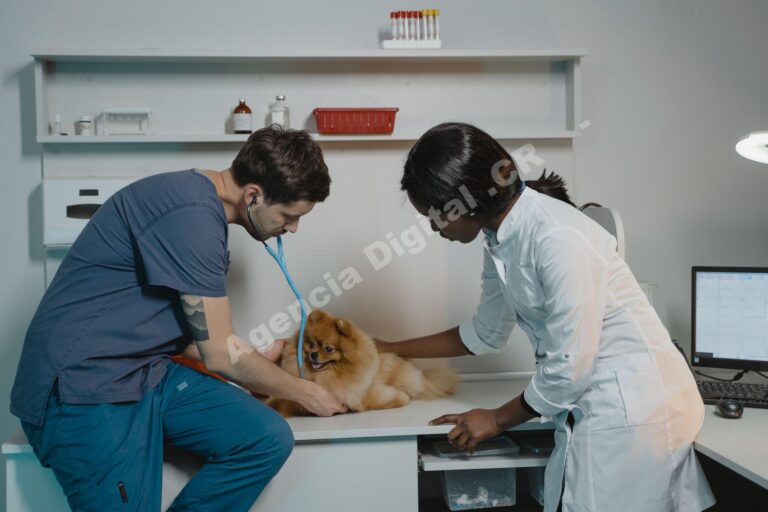 Cómo llenar la agenda de tu veterinaria