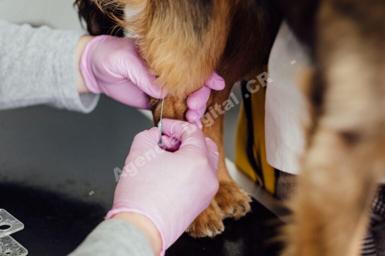 Cómo conseguir reseñas de dueños de mascotas