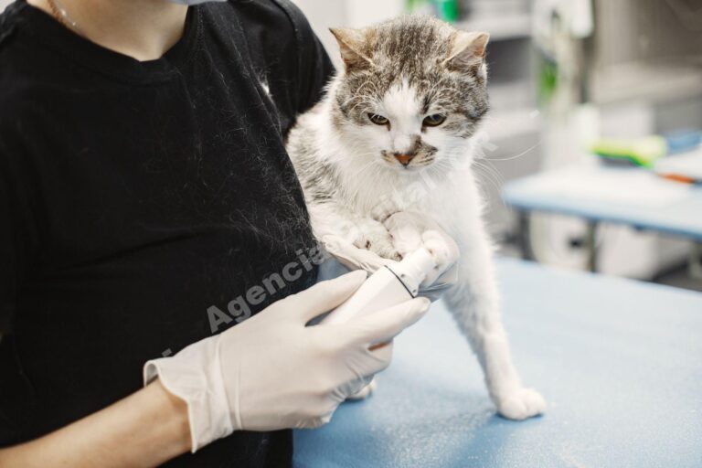Cómo llenar horarios muertos en tu clínica veterinaria
