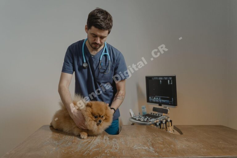 Cómo destacar tu veterinaria en Google