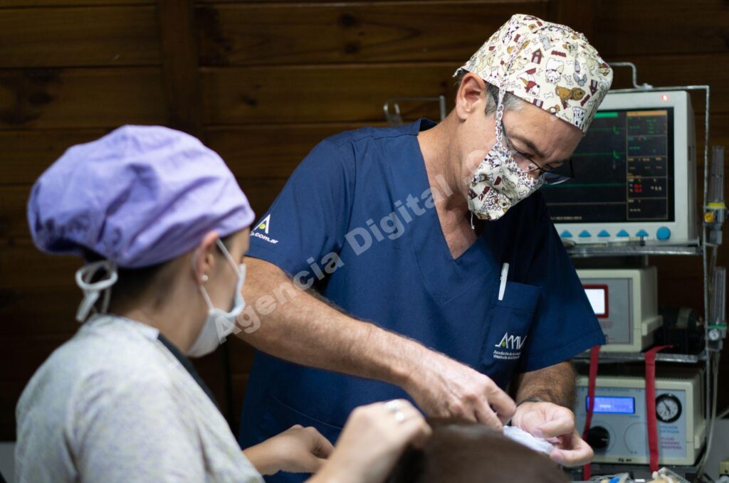 Cómo preparar tu veterinaria para temporada alta